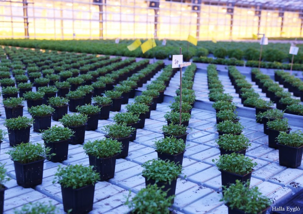 Rekstrargreining garðyrkju