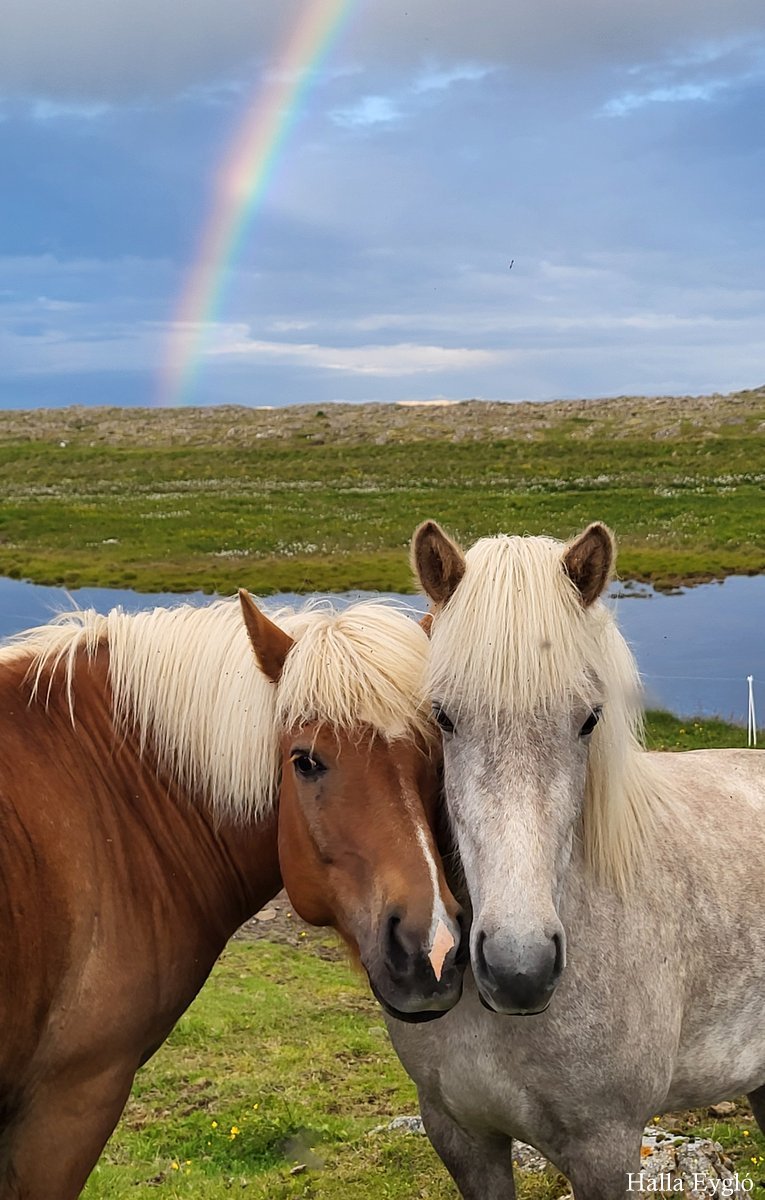 Nýtt skýrsluhaldsár í Worldfeng hefst 1. apríl