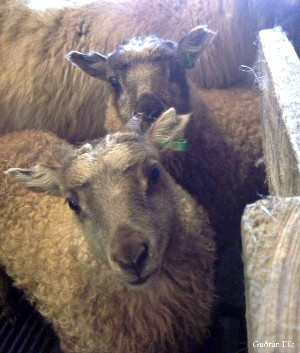 Uppfærsla á Fjárvís.is