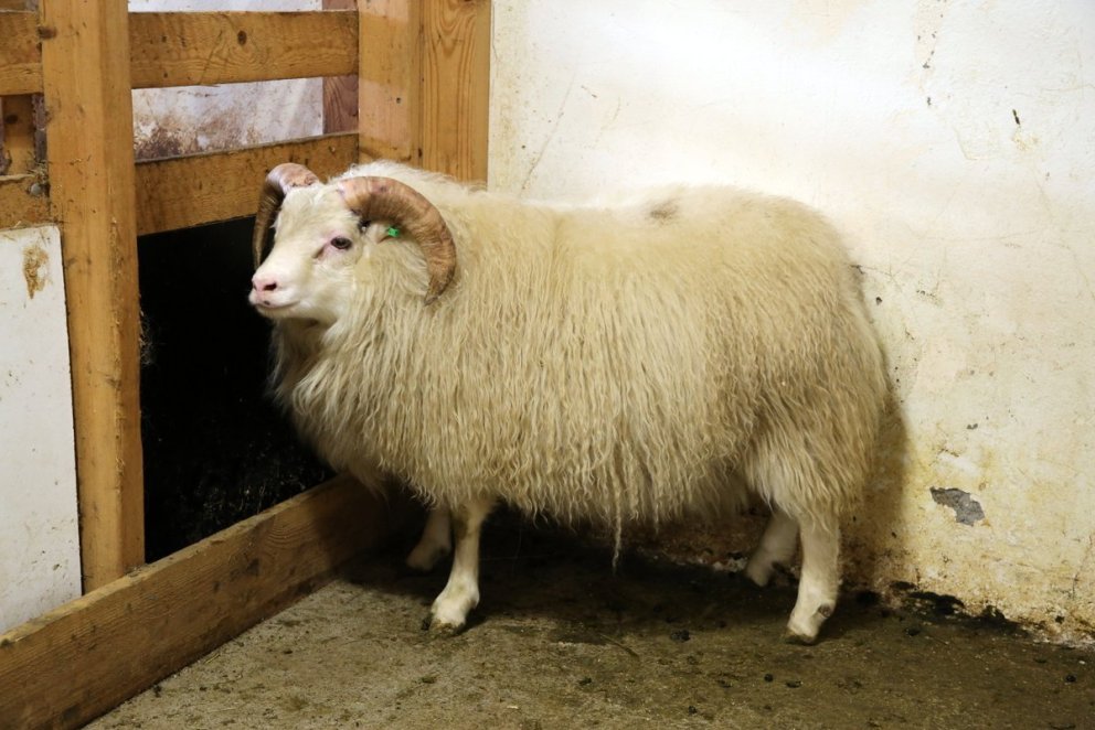 Glampi – grunur um bógkreppu