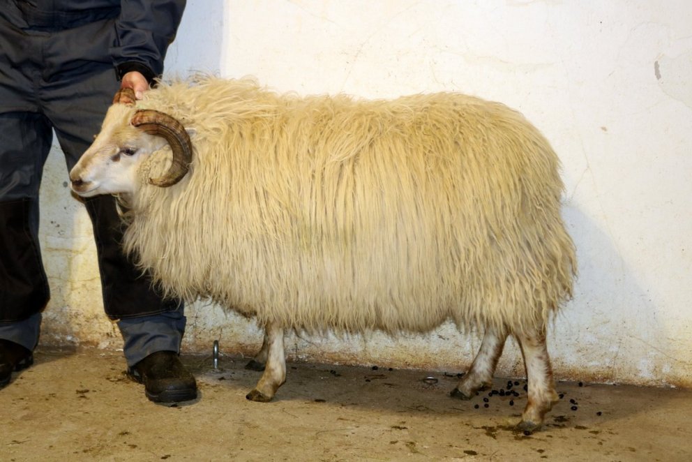 Hólmsteinn með frjósemiserfðavísi