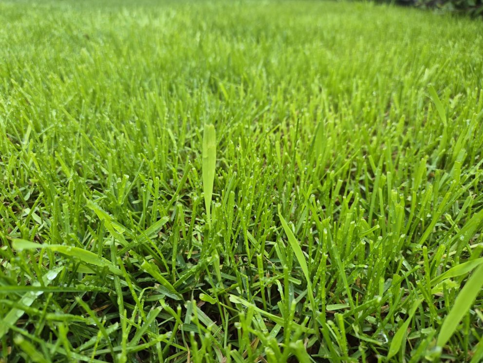 Þrír slættir – aukin uppskera