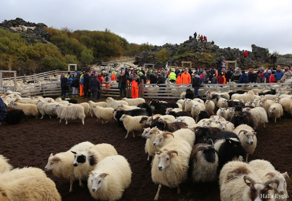 „Húmar á kvöldin, kveikt er ljós“