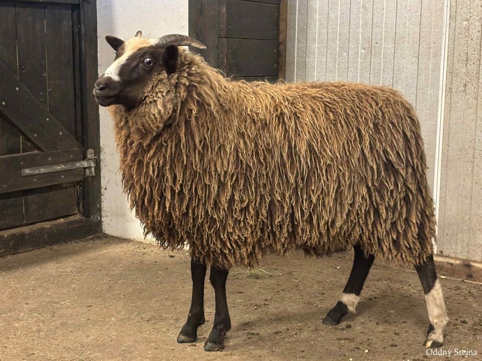 Dómar á forystulömbum