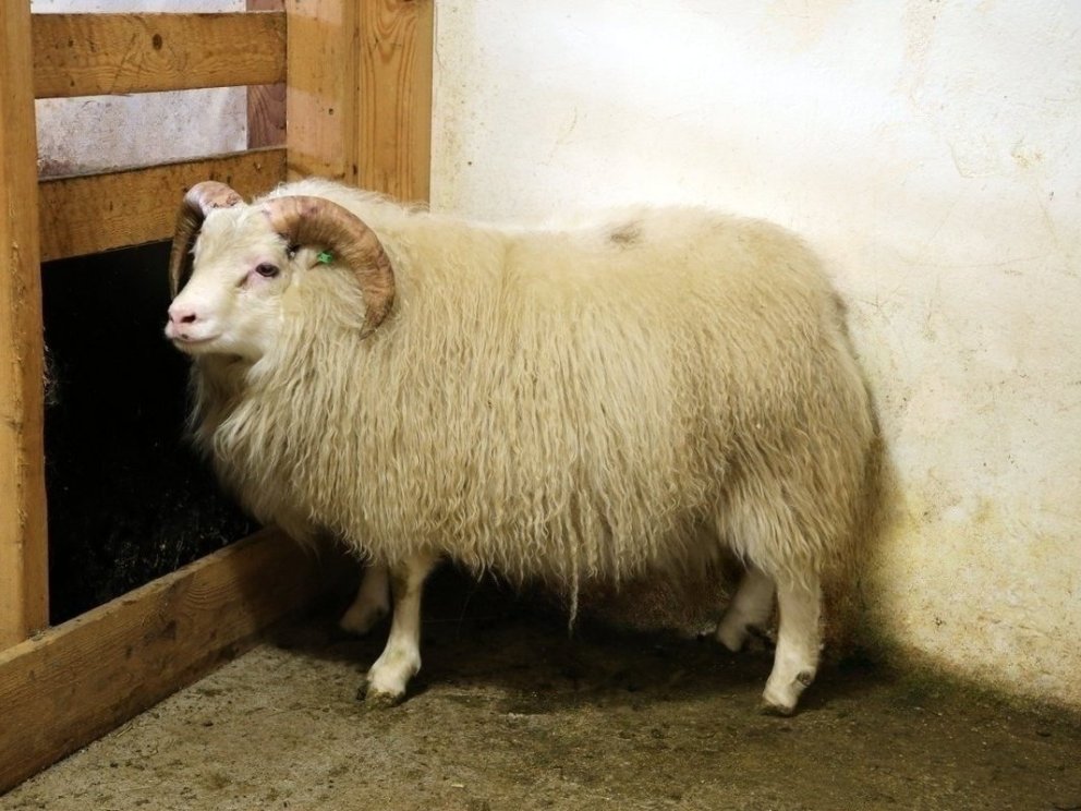 Glampi 24-943 – bógkreppa