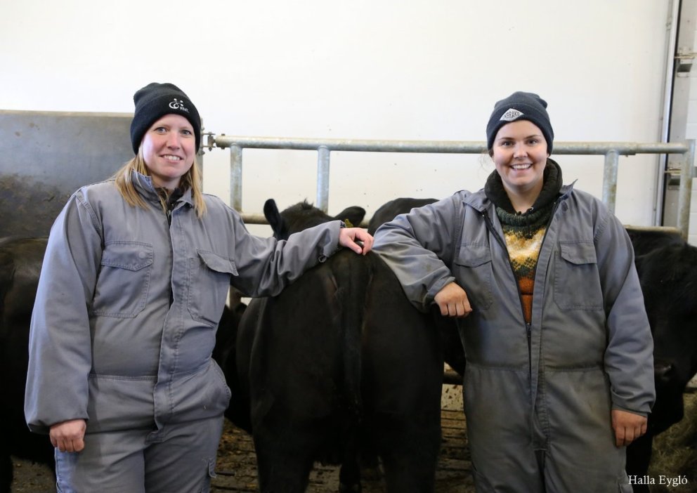 Gagnaöflun til kynbóta – Ómmælingar á holdablendingum