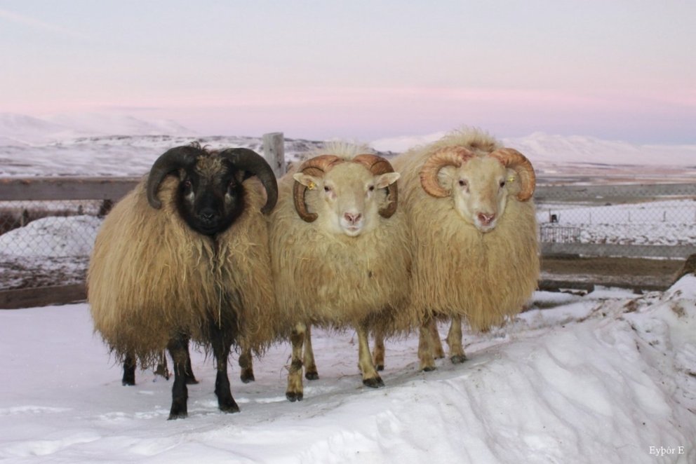 Afkvæmarannsóknir hjá bændum 2025