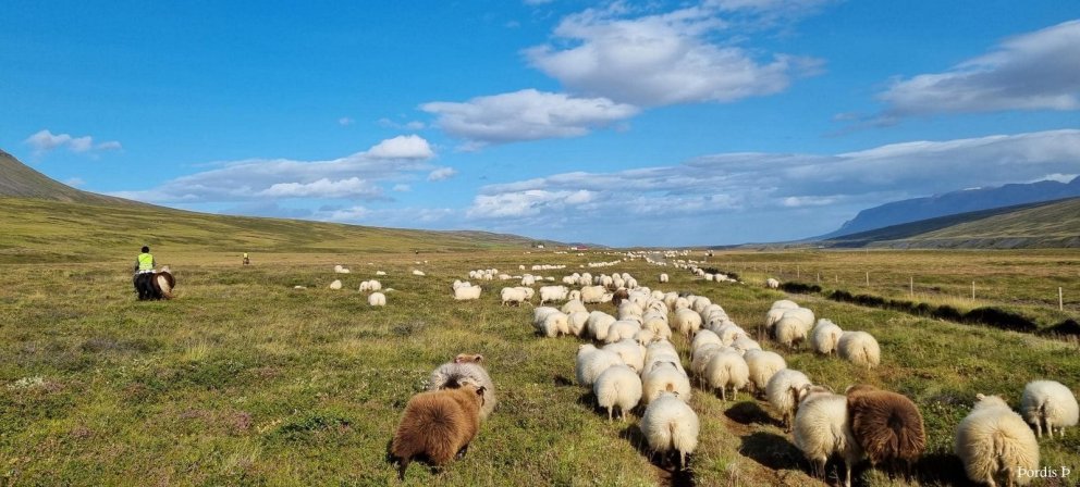Sauðfjárbóndinn - Fræðslufundaröð ætluð sauðfjárbændum