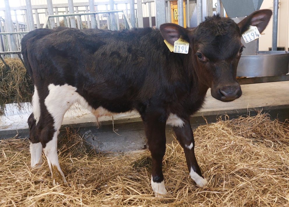 Kynbótaskipulag með erfðamengisúrvali fyrir lítil kúakyn