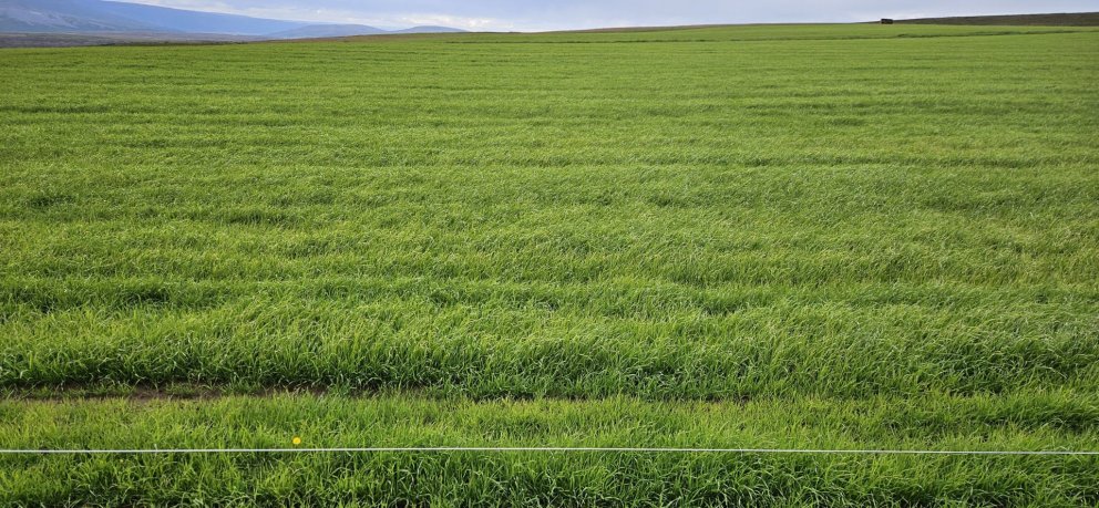 Sáðvörulisti 2026