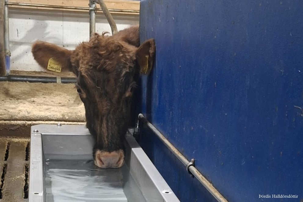 Fræðslufundur – fjósbyggingar, flökkustraumur & atferli kúa