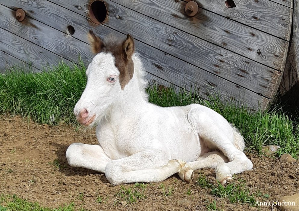 Örmerkingar - munið skil fyrir 1. mars