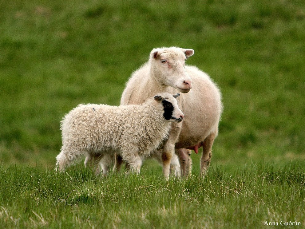 Riðuarfgerðargreiningar 2026