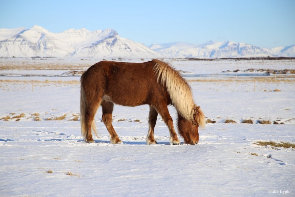Sköpulagsdómar hrossa – aukinn sveigjanleiki eftir fimm vetra aldur