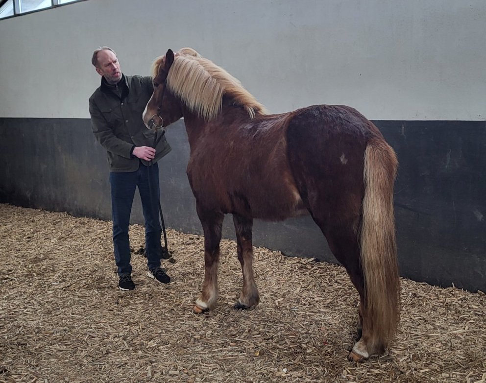 Alþjóðlegum námskeiðum FEIF lokið