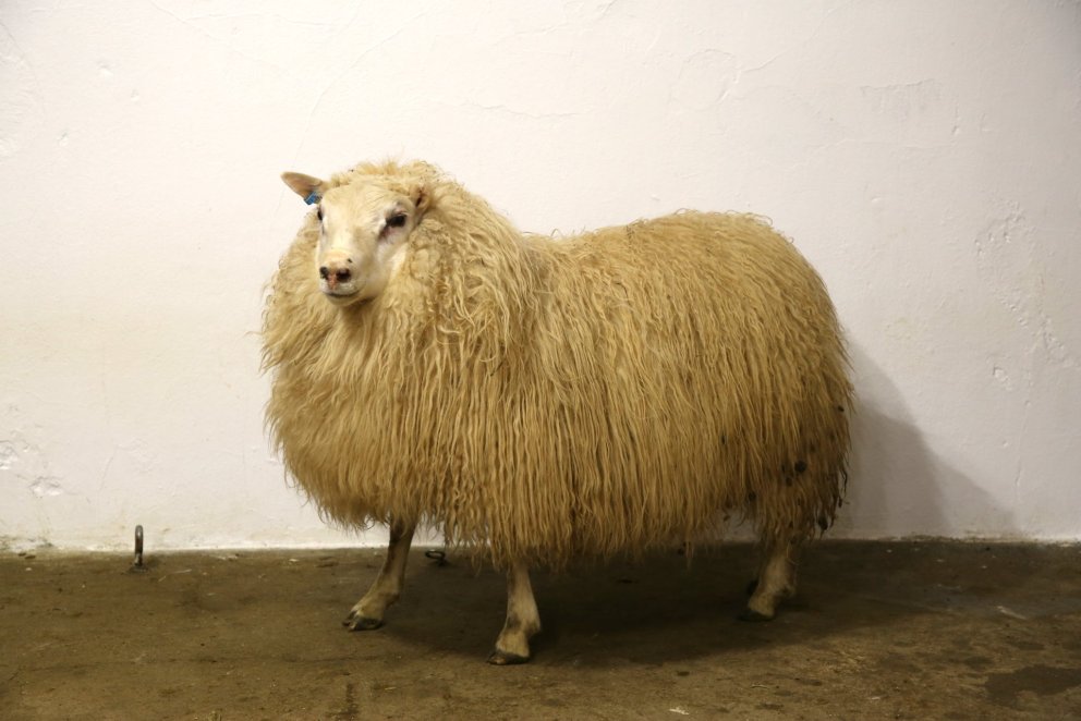 Leví frá Hófgerði
Mynd: Halla Eygló Sveinsdóttir