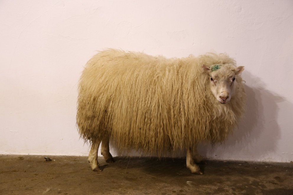 Flestir sæðisskammtar voru sendir út frá sæðingastöð úr Völusteini 25-828 frá Villingadal