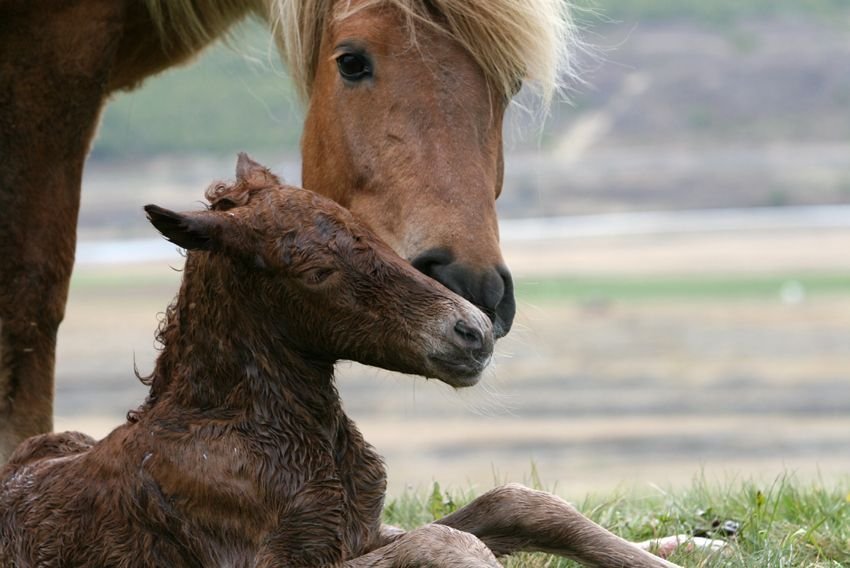 Skráningarfrestur framlengdur á sýningar á Hólum og í Spretti vikuna 18. til 21. júní