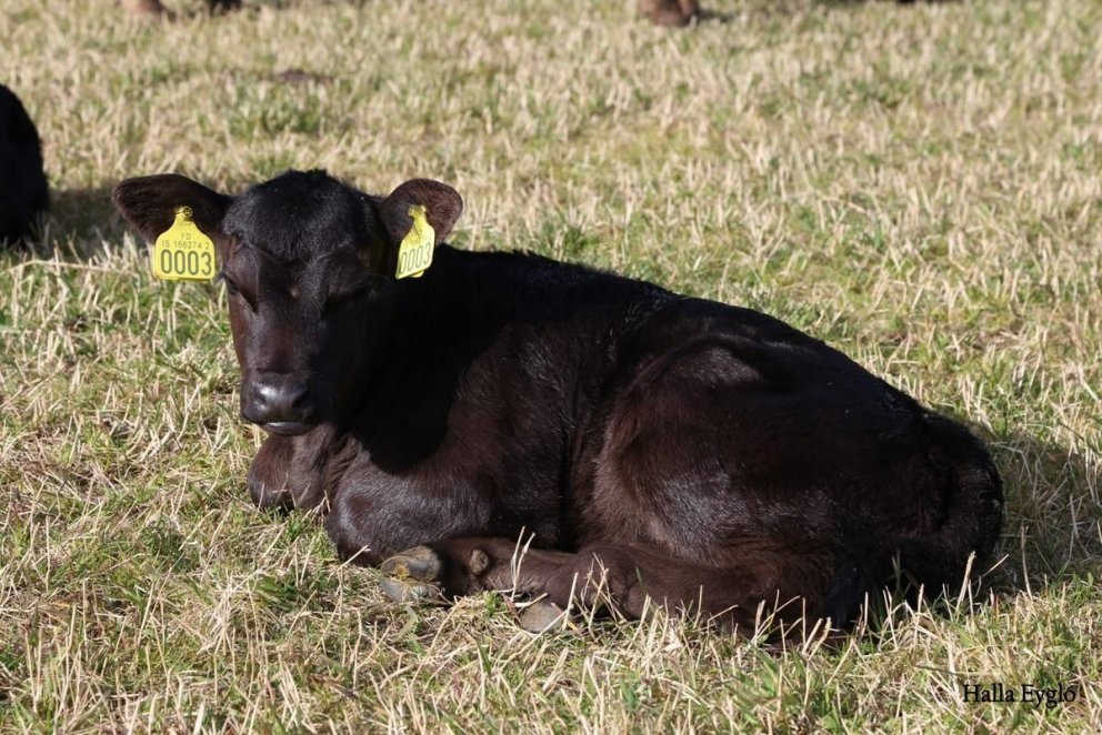 Skýrsla um niðurstöður sæðinga holdakúa 2021