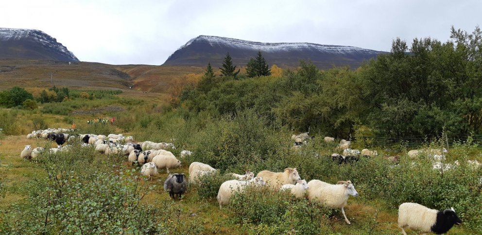 Afkomuvöktun sauðfjárbúa