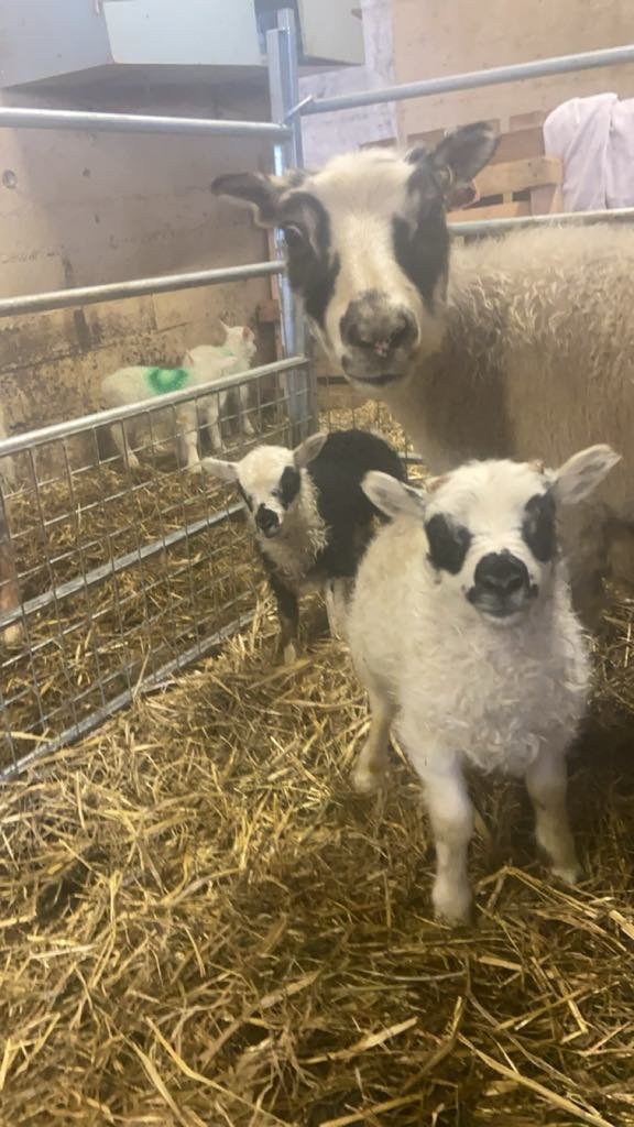 Arfgerðargreiningar sauðfjár, staða mála