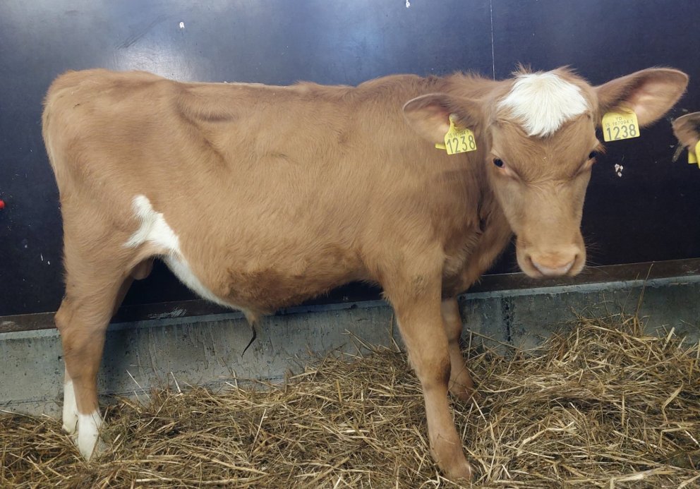 Abraham frá Gýgjarhólskoti í Biskupstungum, sonur Skálda 19036 og Ræmu 969. Mynd frá Nautastöðinni á…