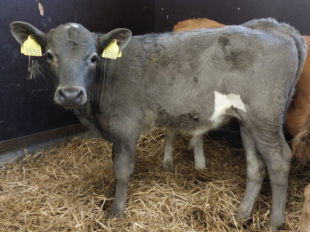 Ægir frá Hlemmiskeiði 2 á Skeiðum, undan Tanna 15065 og Sæunni 1211.