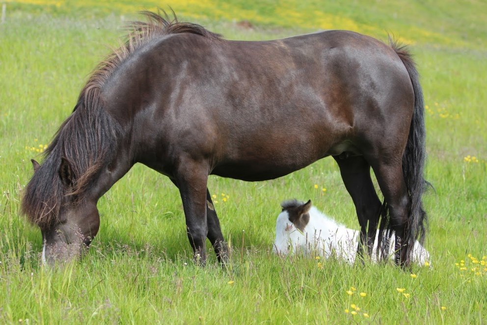 Hollaröð á yfirliti á Hellu 11.júní