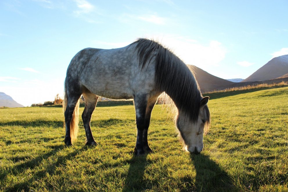 Hollaröð á yfirliti á Hólum 7. júní