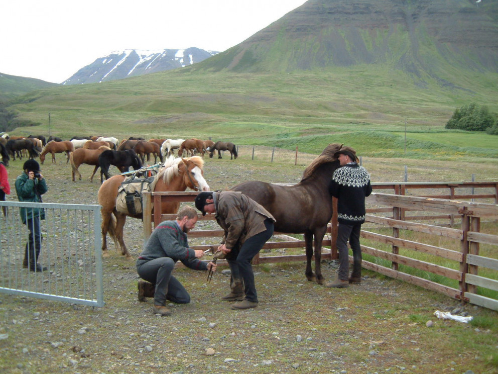 Lokaskráningardagur á allar vorsýningar er 26. maí