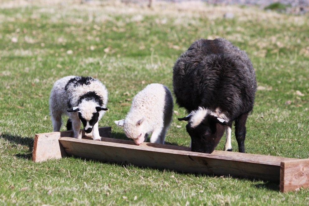 Fréttir af sýnatökum og greiningum
