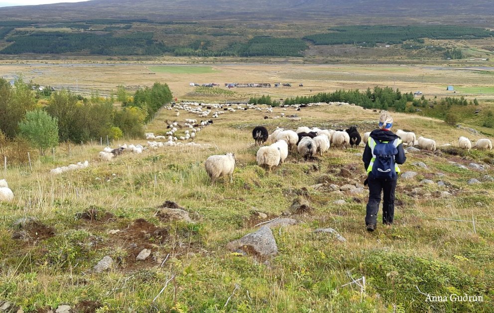 „Þegar halla að hausti fer, heiðin kallar löngum“