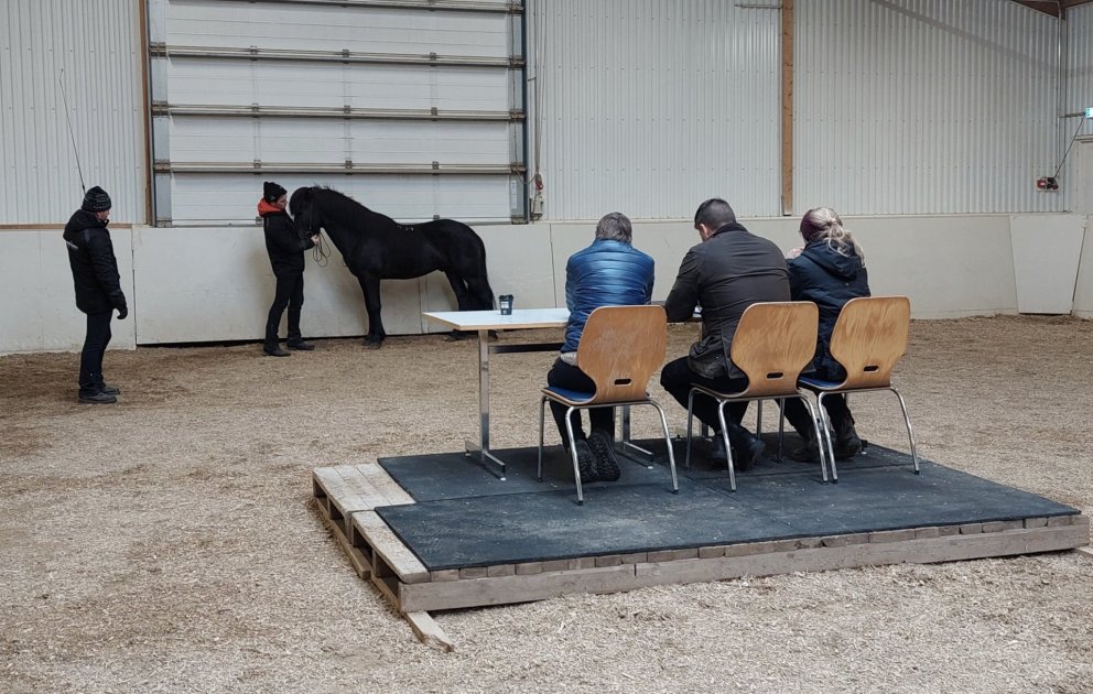 Einungis sköpulagsdómar á Hólum í dag, 10.06. - sjá frétt