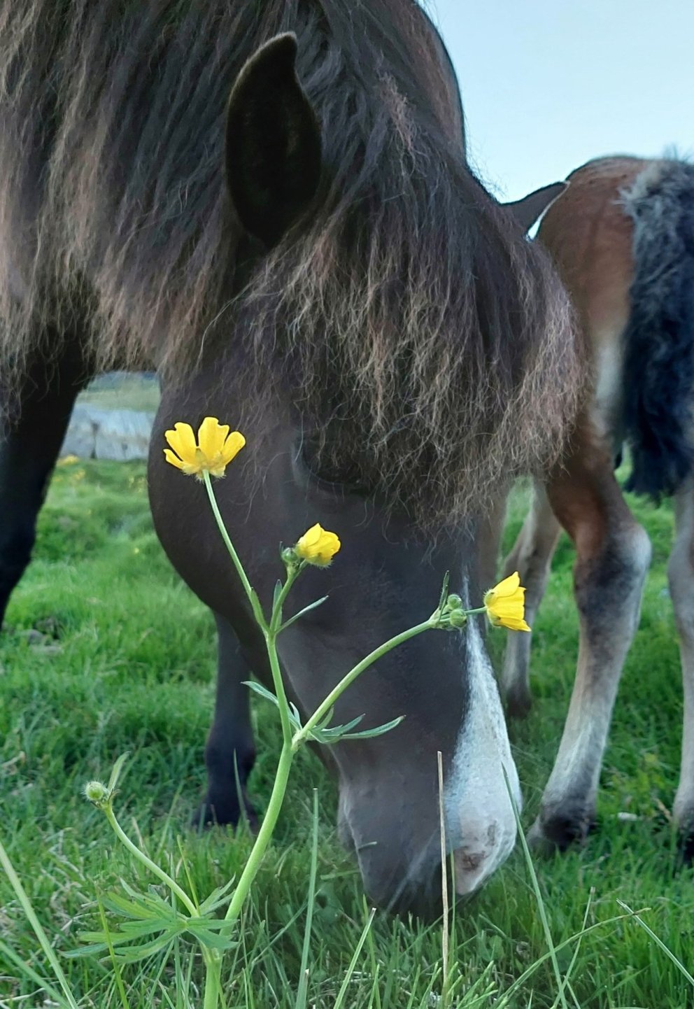 Síðsumarssýning kynbótahrossa á Akureyri - hollaröðun