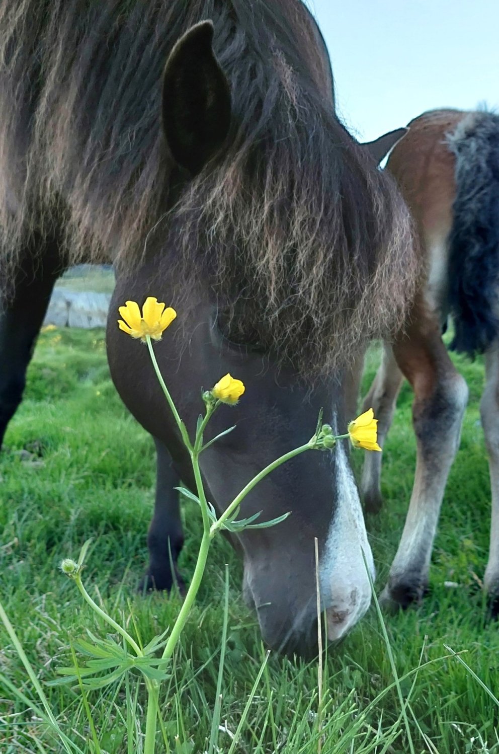 Kynbótasýningasumar 2025