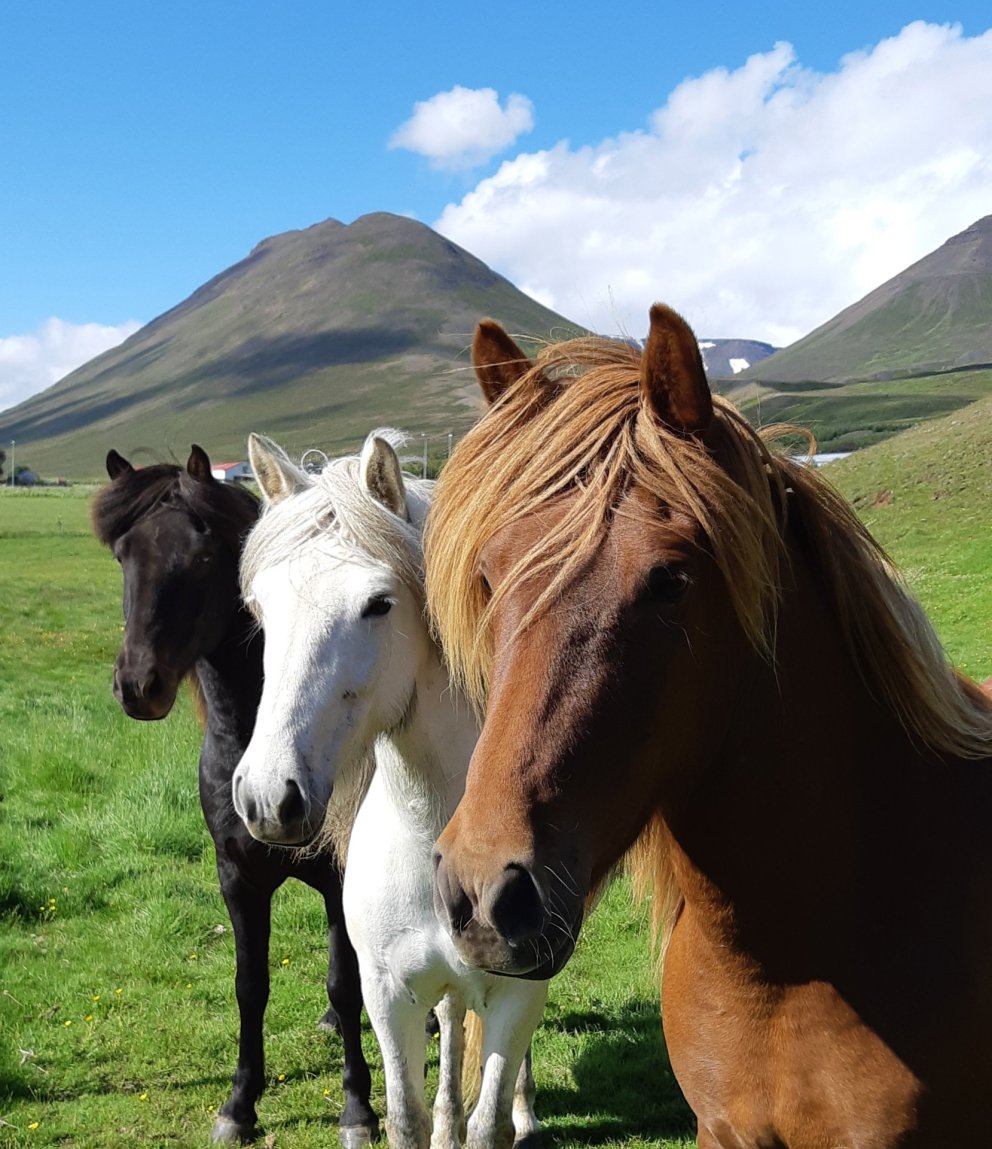 Röðun hrossa í Víðidal 3.-7. júní