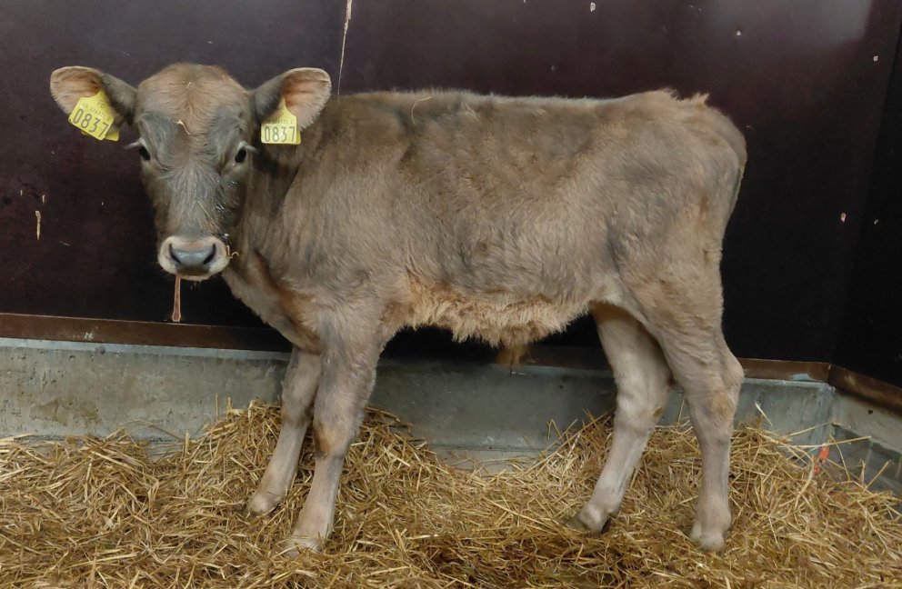 Amor frá Miðdal í Kjós, sonur Grána 23010 og Amöbu 724. Mynd frá Nautastöðinni á Hesti.