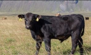 Afkoma nautakjötsframleiðenda