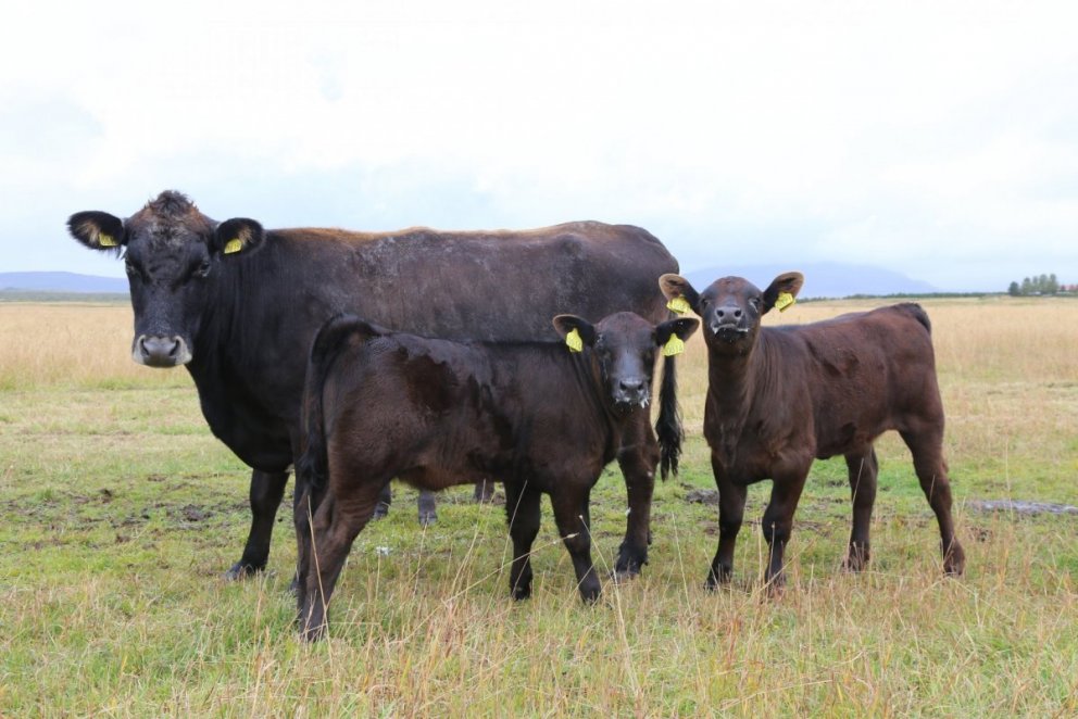 Skýrsla um afkomu nautakjötsframleiðenda 2017-2019