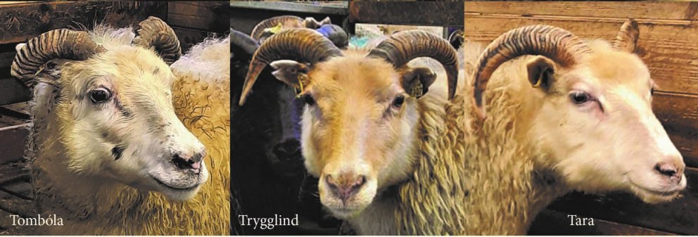 Þrjár „T137 kindur“ bætast í hópinn á Sveinsstöðum