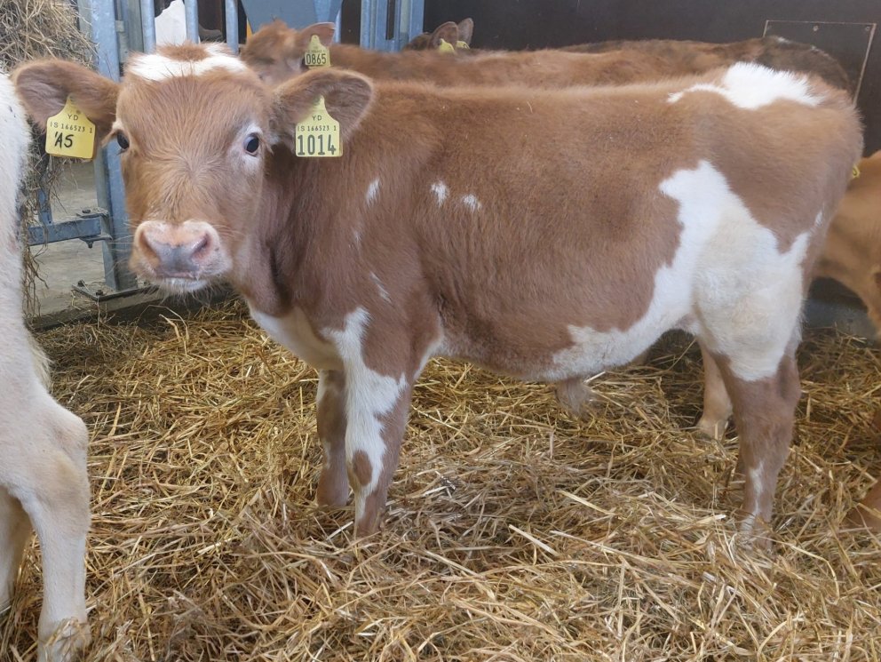 Ási frá Ásum í Gnúpverjahreppi, undan Jarfa 16016 og Áttu 888.