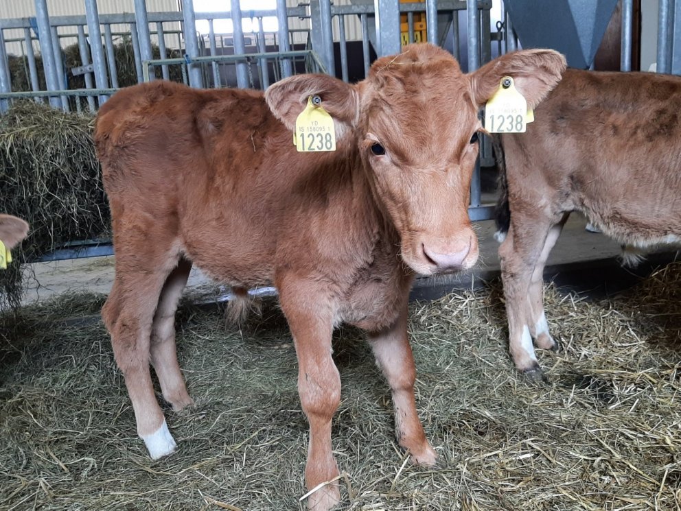 Auðunn frá Hjartarstöðum í Eiðaþinghá. Faðir hans er Ýmir 13051 frá Klauf í Eyjafirði. Móðir er Auðu…