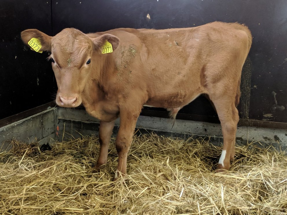 Bangsi frá Kambsstöðum í Ljósavatnsskarði. Faðir Hálfmáni 13022, móðir Rönd 268.