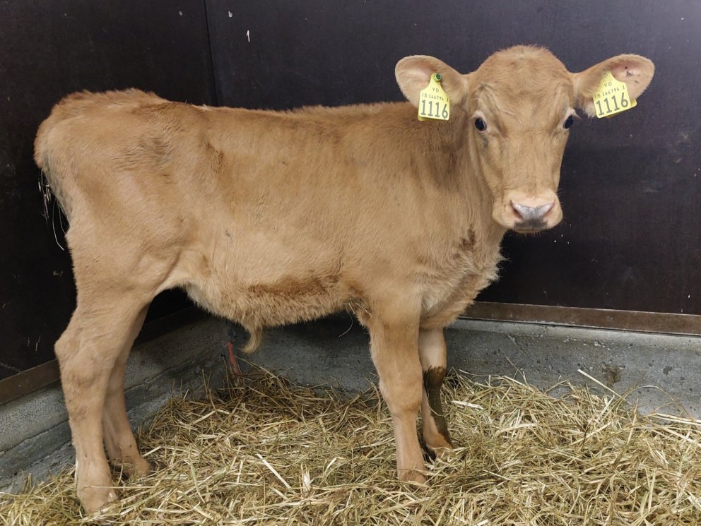 Banki frá Kotlaugum í Hrunamannahreppi, sonur Kátínu 866 og Róðurs 16019.