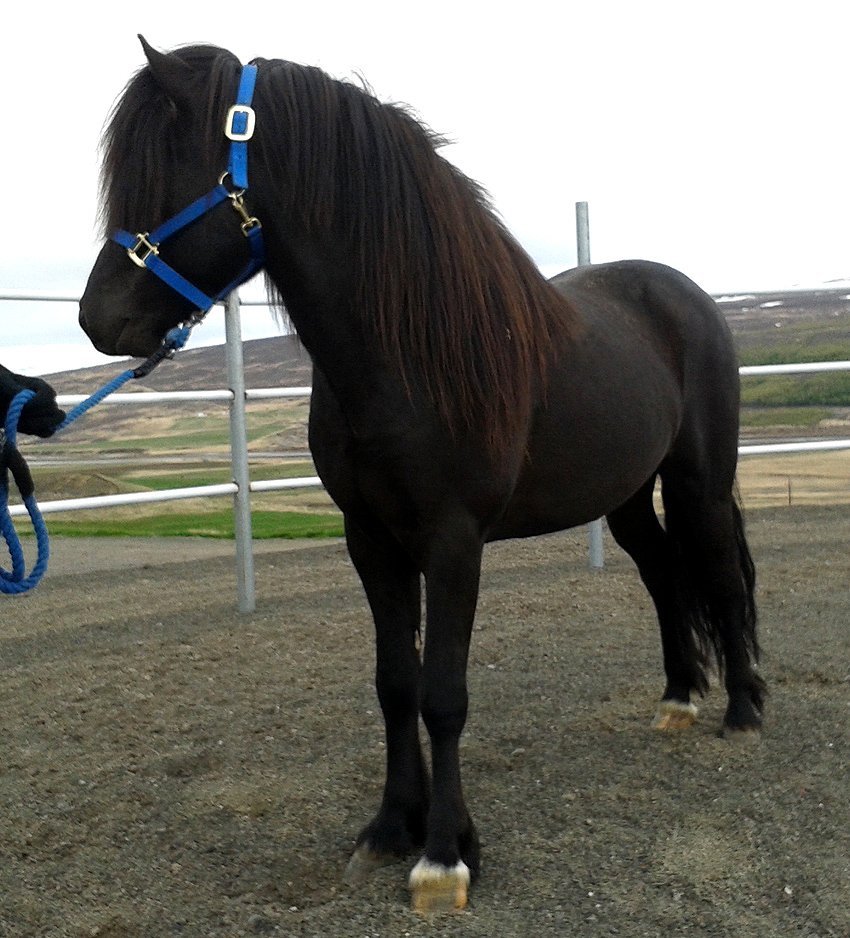 Yfirlitssýning Stekkhólma - hollaröðun