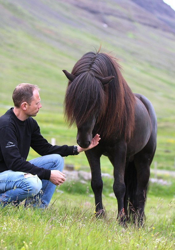 Hólar- röð hrossa á yfirlitssýningu