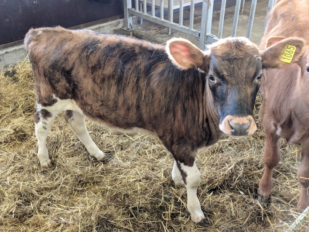 Biðill frá Torfum í Eyjafjarðarsveit - undan Gými 11007 og Brúði 448