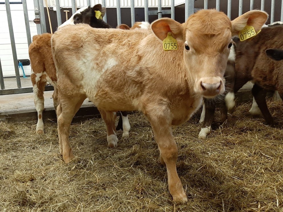 Blær frá Steinnýjarstöðum í Skagabyggð, f. Sjarmi 12090, m. Gola 612