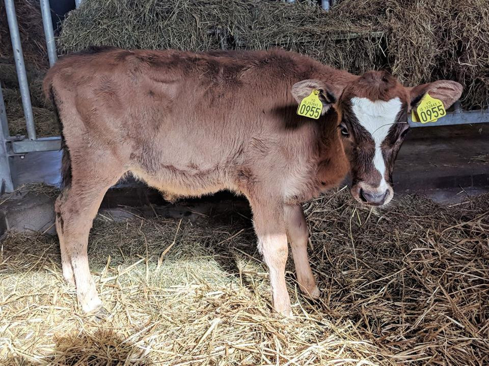 Blesi frá Búvöllum í Aðaldal