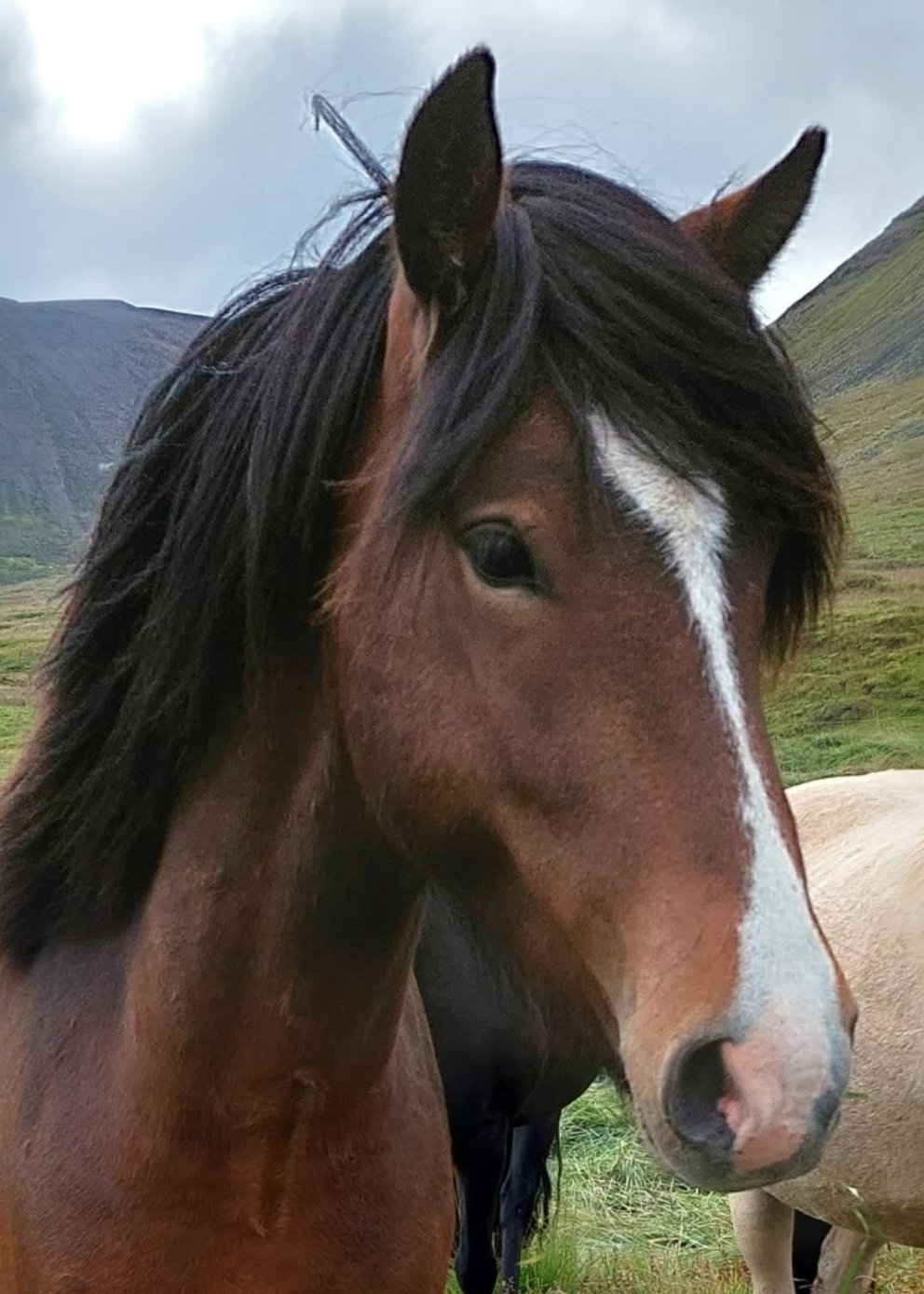 Röðun hrossa vikuna 10.-14.júní, Rangárbakkar, Sprettur, Selfoss, Hólar
